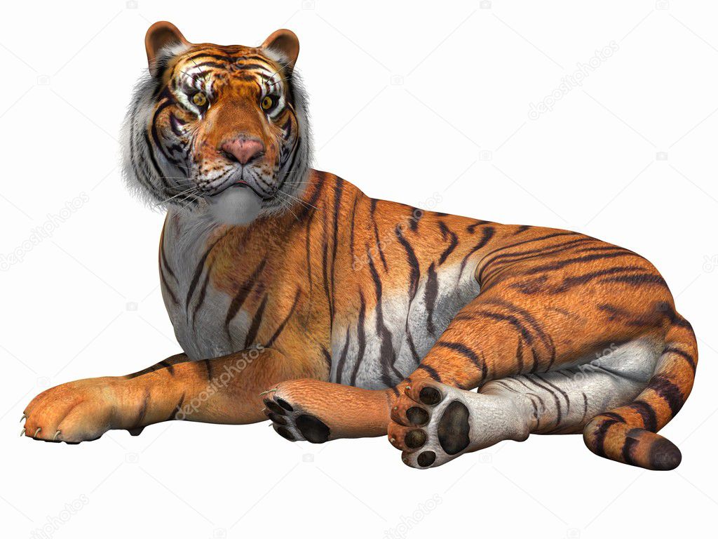 Tiger, 3D - Envato Elements