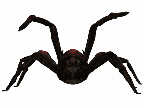 환상의 거미 — 스톡 사진