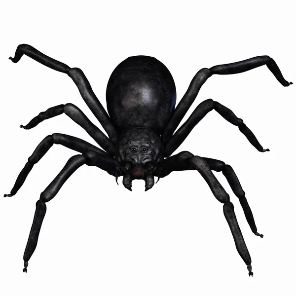 환상의 거미 — 스톡 사진
