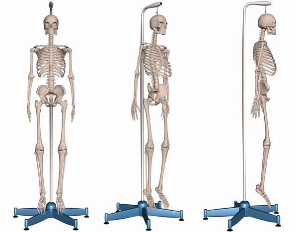 Skelet op stand — Stockfoto