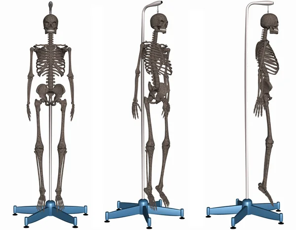 Skelettet på stativ — Stockfoto