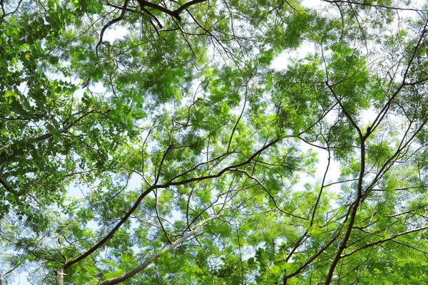 Canopée des arbres — Photo