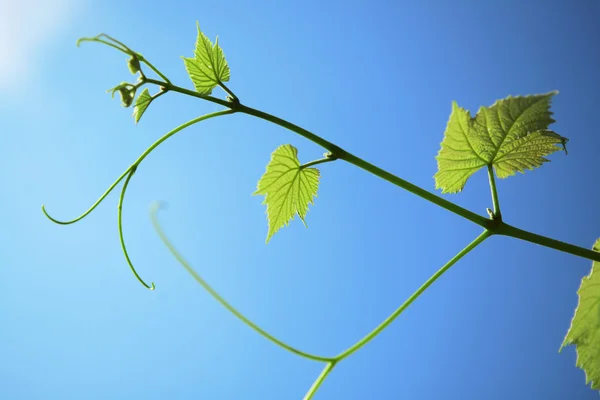 stock image Leaf and vine