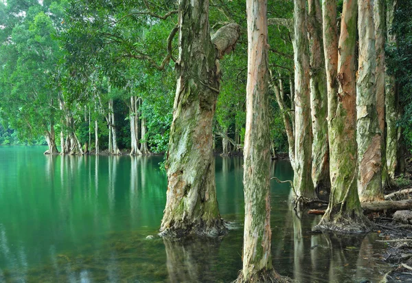 Lago con albero — Foto Stock