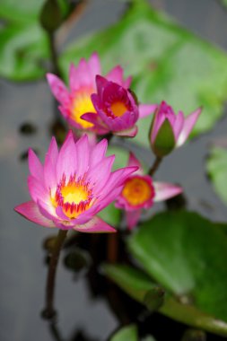 Lotus çiçeği.