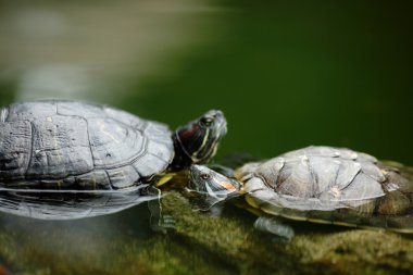 Kaplumbağa sohbet