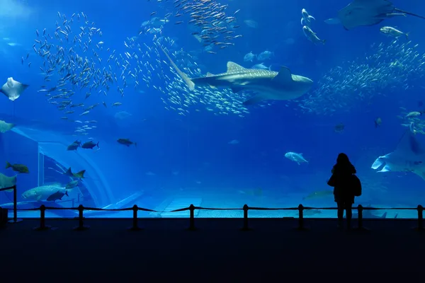 Tanque de aquário — Fotografia de Stock