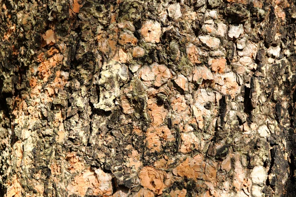 오래 된 나무 껍질 — 스톡 사진