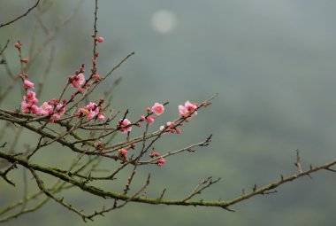 Sakura Japon kiraz çiçekleri