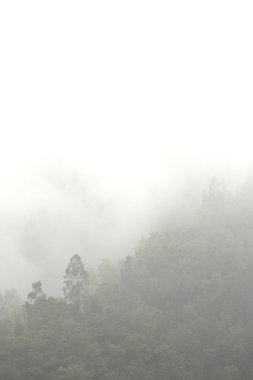 Mist in mountain with many trees clipart