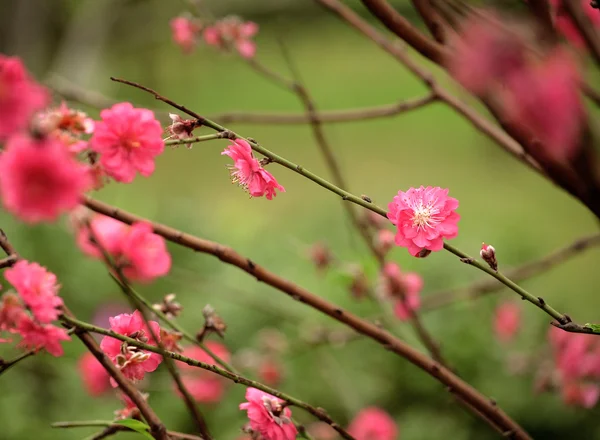 Sakura japonských třešňových květů — Stock fotografie
