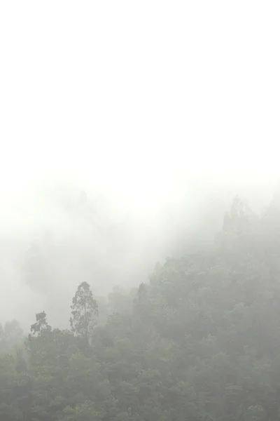 Dağ çok ağaç ile sis — Stok fotoğraf