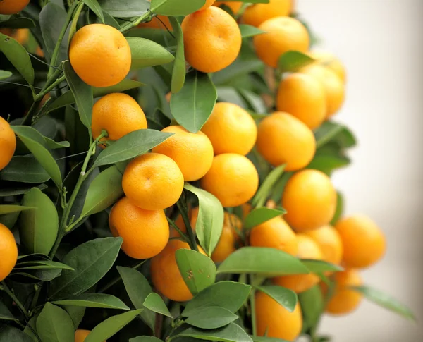 Chinese kumquat for chinese new year — Stock Photo, Image