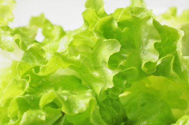 Fresh green lettuce clipart