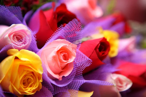 Kleurrijke rose — Stockfoto