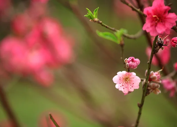 Wiśniowe kwiaty na chiński nowy rok — Zdjęcie stockowe