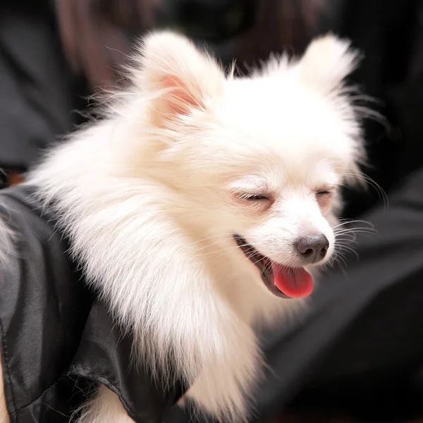 Pomeranian 개 미소 — 스톡 사진