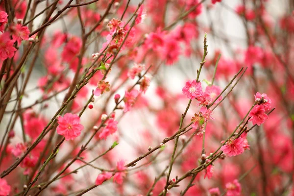Kwiaty wiśni w pełnym rozkwicie — Zdjęcie stockowe