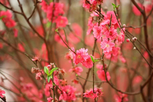 Kwiaty wiśni w pełnym rozkwicie — Zdjęcie stockowe