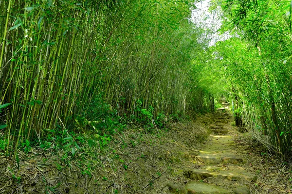 Бамбуковый лес с тропинкой — стоковое фото