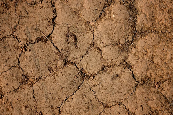 stock image Dry cracked earth