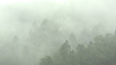 Mist in mountain with many trees clipart