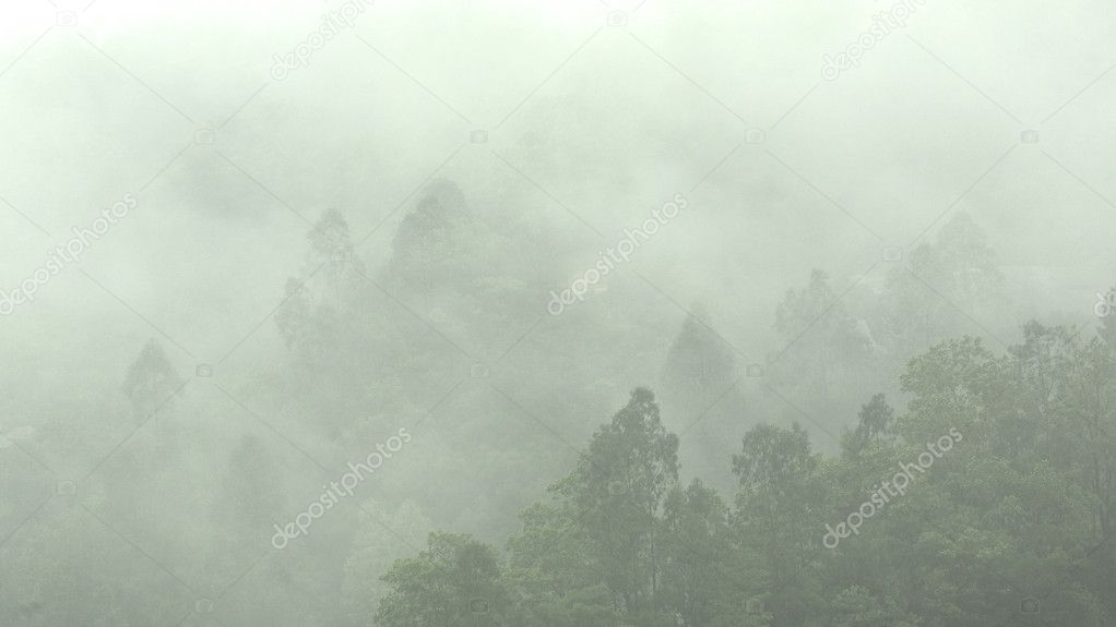 Mist in mountain with many trees