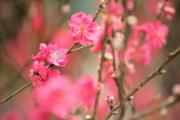 Wiśniowe kwiaty na chiński nowy rok — Zdjęcie stockowe