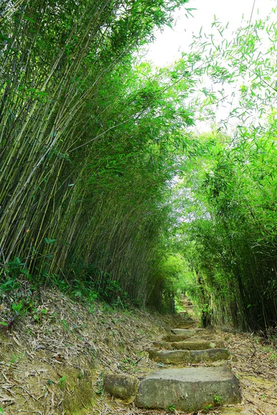 Bosque de bambú con camino — Foto de Stock