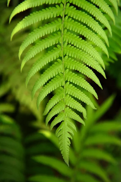 Folha verde fresca — Fotografia de Stock