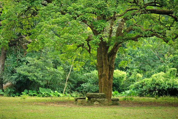 Ruheplatz unter großem Baum — Stockfoto