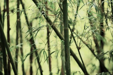 Bambu Arkaplanı