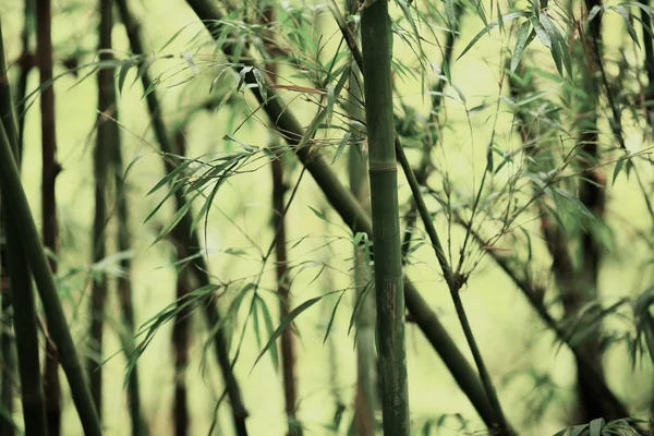Bambusz háttér — Stock Fotó