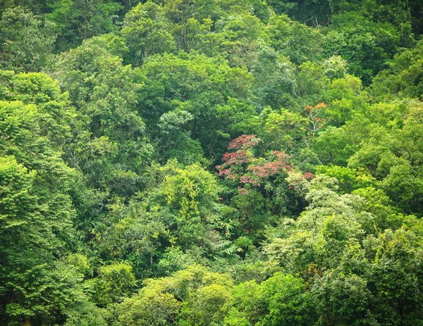 Vista da floresta do alto — Fotografia de Stock