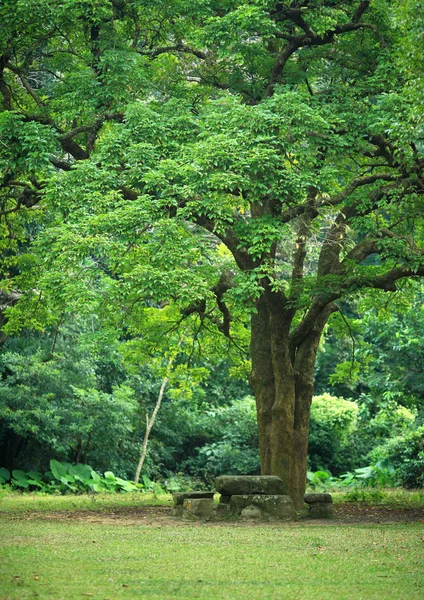 Rest place under big tree — Stock Photo, Image