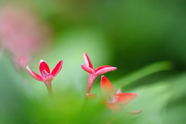 Rote Blume mit grünen Blättern Stockfoto