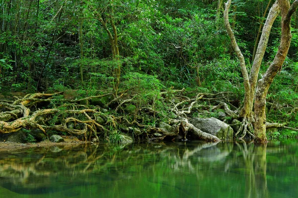 Voda v lese — Stock fotografie