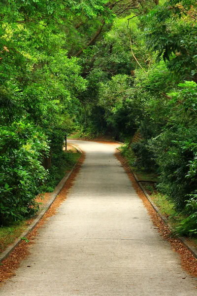 stock image Forest road