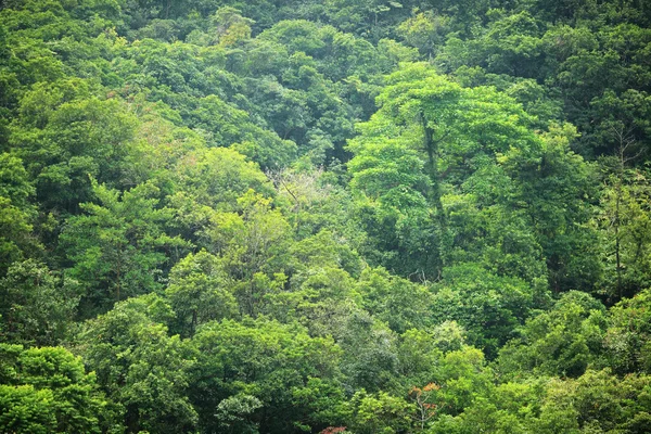 Dżungla w rano — Zdjęcie stockowe