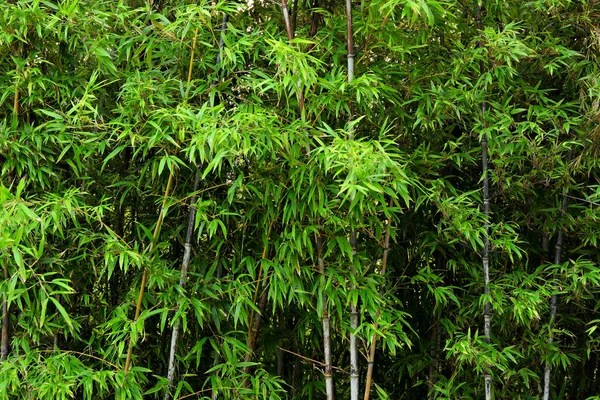 Bambú —  Fotos de Stock