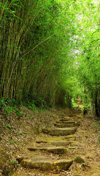 Bambu orman yolu — Stok fotoğraf