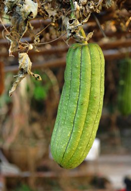 Fresh green sponge gourd clipart