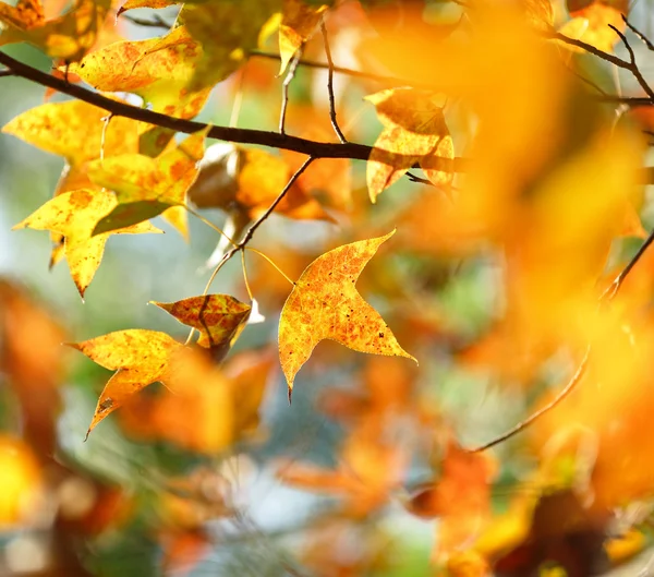 秋の葉の背景を閉じる — ストック写真