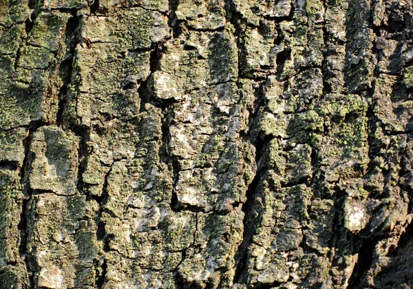 Textura Corteza Árbol — Foto de Stock