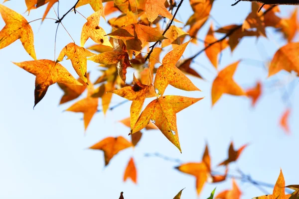 Осенние Листья — стоковое фото
