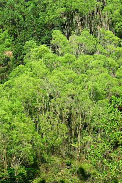 Džungle Ranní — Stock fotografie