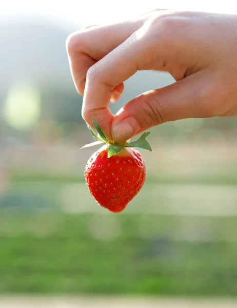 Hand pick strawberry — Stock Photo, Image