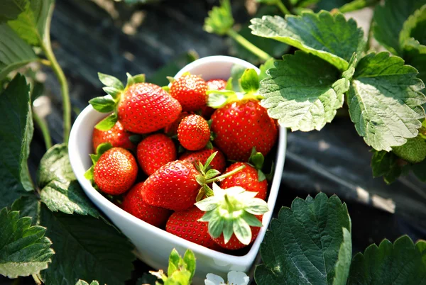 Frisch Gepflückte Erdbeeren Herzförmiger Schüssel — Stockfoto