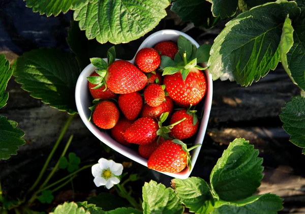 Fresh picked strawberries in heart shape bowl — Stock Photo, Image