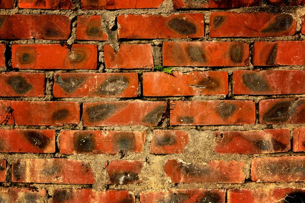 Vecchi Mattoni Muro — Foto Stock